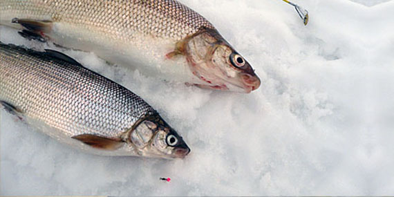 Ice fishing  Destination Ontario