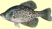Fish Species - Panfish, Perch, Crappie and Sunfish