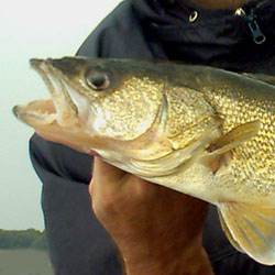 Lake Erie Fish Species Chart