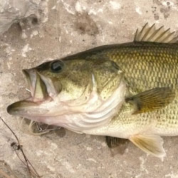 Fishing Lower Buckhorn Lake Ontario Walleye Bass Crappie