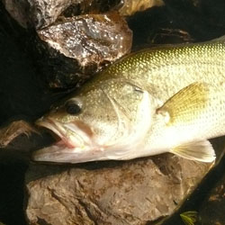 Fishing Lake Raystown - Pennsylvania