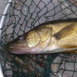 Fishing the Grand River - Brown Trout, Steelhead, Walleye, Channel